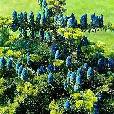 Пихта корейская   Пихта корейская  в Королеве