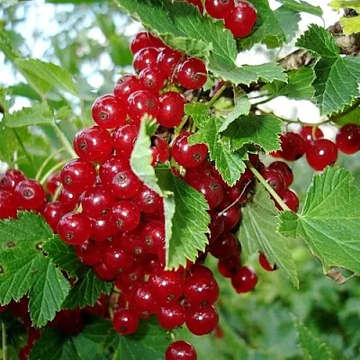 Смородина красная ГОЛЛАНДСКАЯ КРАСНАЯ  Смородина красная ГОЛЛАНДСКАЯ КРАСНАЯ в Королеве