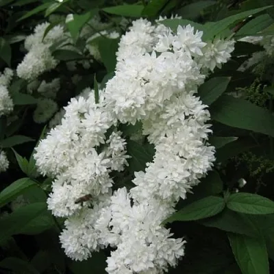 Дейция КАНДИДИССИМА шершавая  Дейция КАНДИДИССИМА шершавая в Королеве