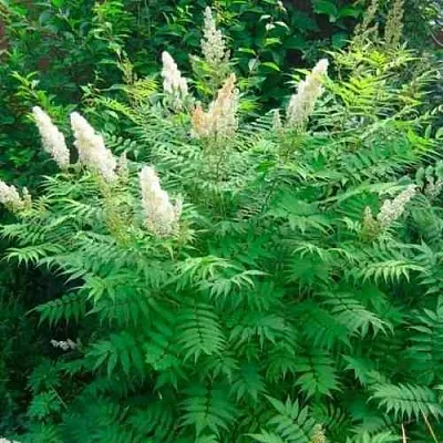 Рябинник рябинолистный СЭМ  Рябинник рябинолистный СЭМ в Королеве