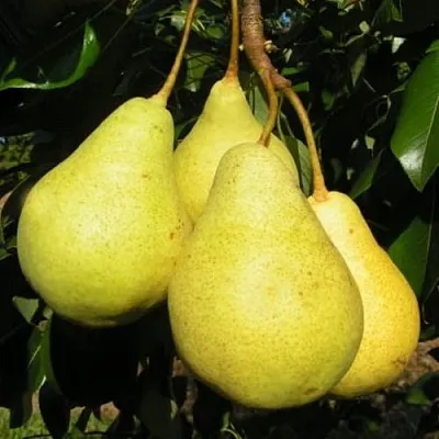 Груша ВИЛИЯ  Груша ВИЛИЯ в Королеве