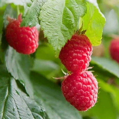 Малина МАРАВИЛЛА  Малина МАРАВИЛЛА в Королеве