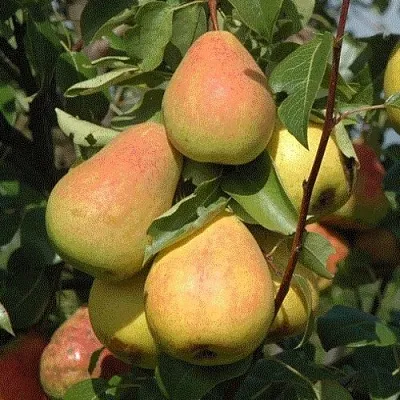 Груша СЕВЕРЯНКА  Груша СЕВЕРЯНКА в Королеве