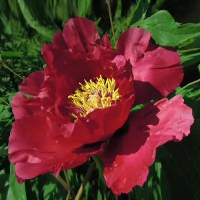 Пион КРАСНЫЙ ЛОТОС древовидный в Королеве