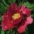 Пион КРАСНЫЙ ЛОТОС древовидный в Королеве