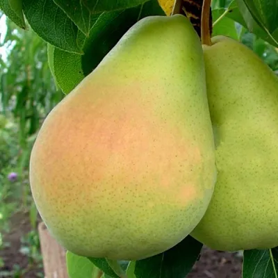 Груша ВИКТОРИЯ  Груша ВИКТОРИЯ в Королеве