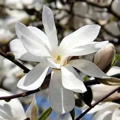 Магнолия ЛЕБНЕРА МЕРРИЛЛ в Королеве