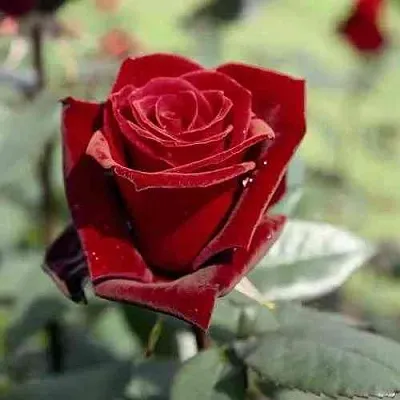 Саженцы роз ТАБУ чайно-гибридная в Королеве