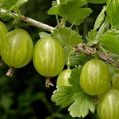 Крыжовник УРАЛЬСКИЙ БЕСШИПНЫЙ  Крыжовник УРАЛЬСКИЙ БЕСШИПНЫЙ в Королеве