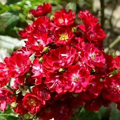 Саженцы роз АЛЬБЕРИХ полиантовая в Королеве