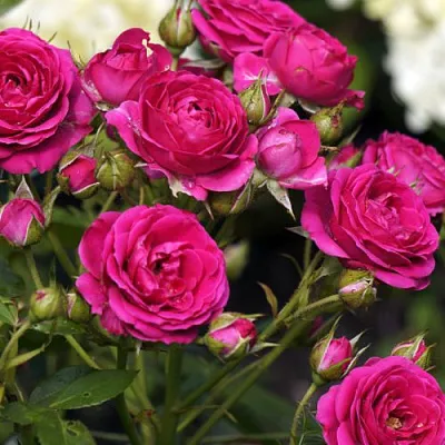 Саженцы роз БЕБИ КРИМСОН миниатюрная в Королеве