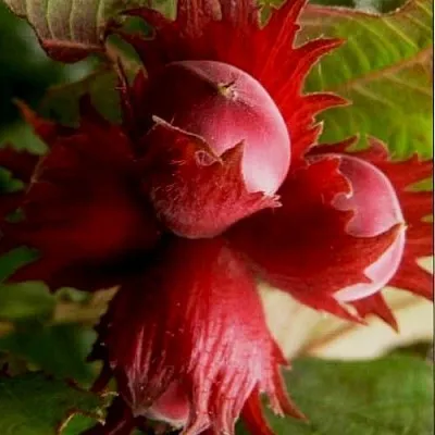 Фундук БАГРЯНЕЦ в Королеве