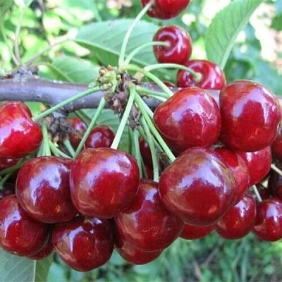 Вишня ДЕСЕРТНАЯ МОРОЗОВОЙ  Вишня ДЕСЕРТНАЯ МОРОЗОВОЙ в Королеве