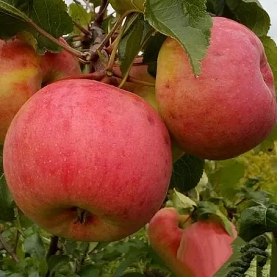 Яблоня БОЛОТОВСКОЕ  Яблоня БОЛОТОВСКОЕ в Королеве