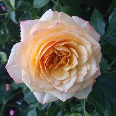 Саженцы роз АБЕЙ ДЕ СЕНТ-АМАН шраб  Саженцы роз АБЕЙ ДЕ СЕНТ-АМАН шраб в Королеве