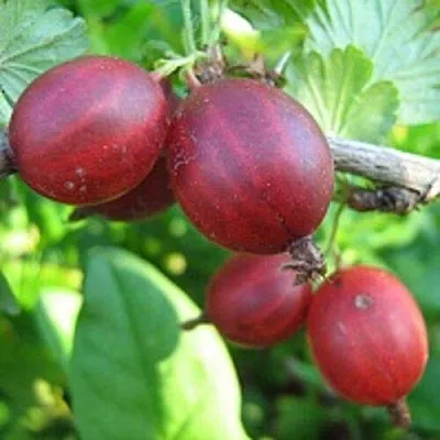 Крыжовник ЩЕДРЫЙ  Крыжовник ЩЕДРЫЙ в Королеве