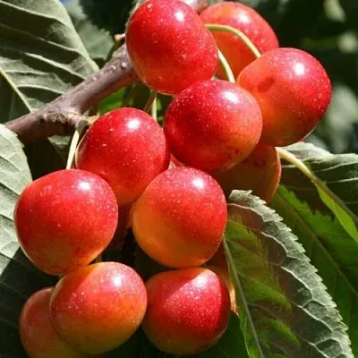 Черешня ГАСТИНЕЦ  Черешня ГАСТИНЕЦ в Королеве