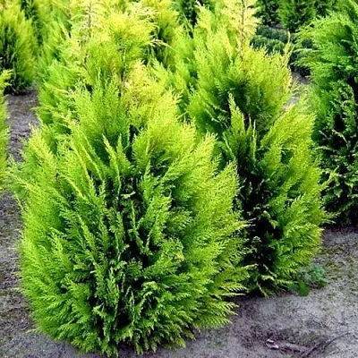 Кипарисовик ИВОНЕ лавсана  Кипарисовик ИВОНЕ лавсана в Королеве