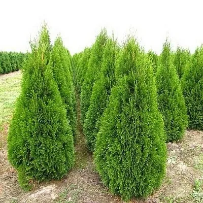 Туя СМАРАГД западная  Туя СМАРАГД западная в Королеве