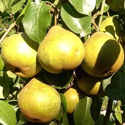 Груша ПЛАТОНОВСКАЯ  Груша ПЛАТОНОВСКАЯ в Королеве