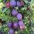 Слива БЛЮ СВИТ колонновидная  — описание сорта Слива БЛЮ СВИТ колонновидная  в Королеве