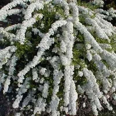 Спирея АРГУТА  Спирея АРГУТА в Королеве