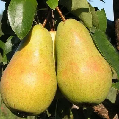 Груша ЧИЖОВСКАЯ  Груша ЧИЖОВСКАЯ в Королеве