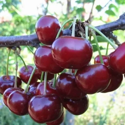 Вишня НОРД СТАР  Вишня НОРД СТАР в Королеве