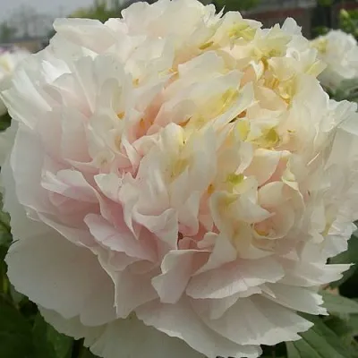 Пион ЗОЛОТОЙ ИЗУМРУД древовидный в Королеве