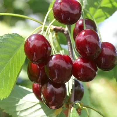 Черешня ОВСТУЖЕНКА  Черешня ОВСТУЖЕНКА в Королеве