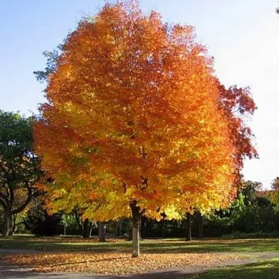 Клен серебристый  Клен серебристый в Королеве