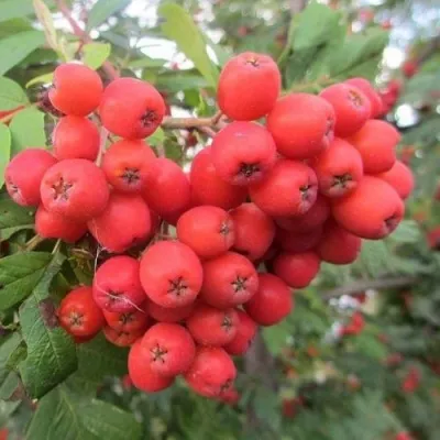 Рябина НЕВЕЖИНСКАЯ сладкоплодная в Королеве