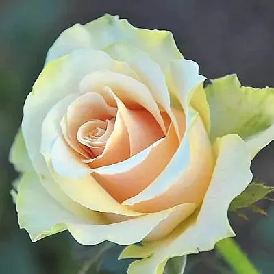 Саженцы роз ТАЛЕЯ чайно-гибридная в Королеве