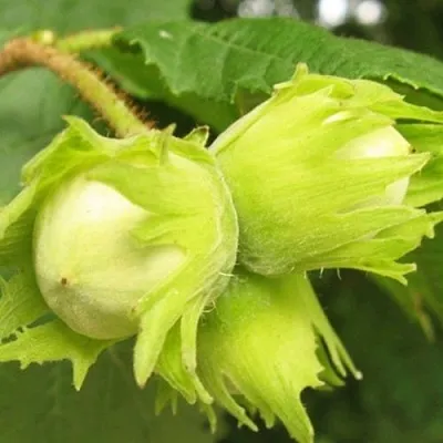 Фундук КАТАЛОНСКИЙ в Королеве