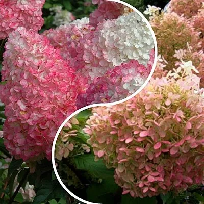 Комплект МАЛИНОВЫЙ ЗАКАТ в Королеве