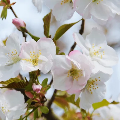 Вишня ОКАМЕ  Вишня ОКАМЕ в Королеве