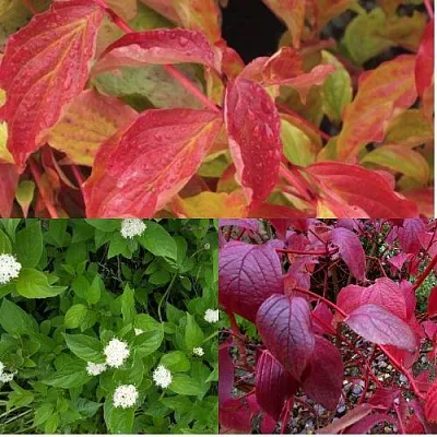 Комплект СЕВЕРНОЕ СИЯНИЕ в Королеве