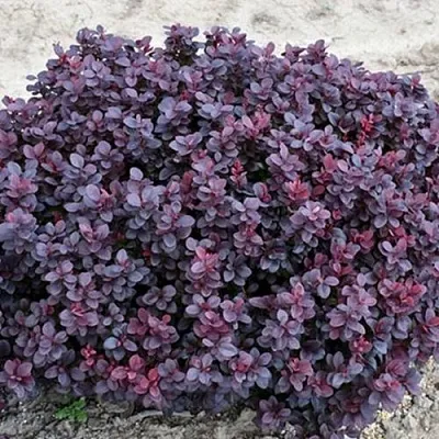 Барбарис КОНКОРД тунберга  Барбарис КОНКОРД тунберга в Королеве