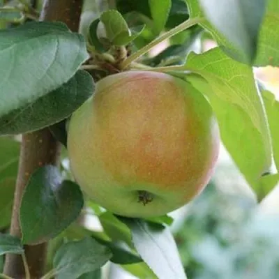 Яблоня ПОДСНЕЖНИК стелющаяся  Яблоня ПОДСНЕЖНИК стелющаяся в Королеве