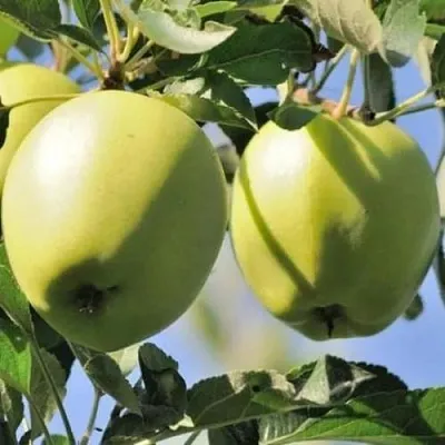 Яблоня САХАРНАЯ  Яблоня САХАРНАЯ в Королеве