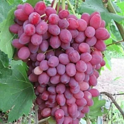 Виноград КИШМИШ ВЕЛЕС в Королеве
