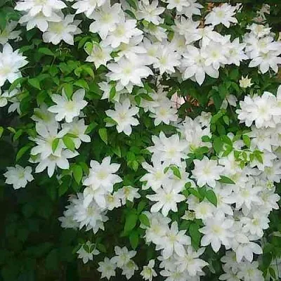 Клематис ТОКИ  Клематис ТОКИ в Королеве