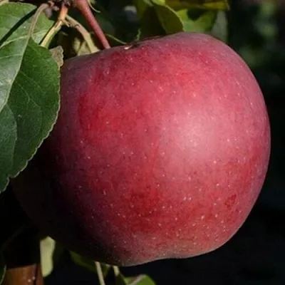 Яблоня БЕЛОРУССКОЕ СЛАДКОЕ  Яблоня БЕЛОРУССКОЕ СЛАДКОЕ в Королеве