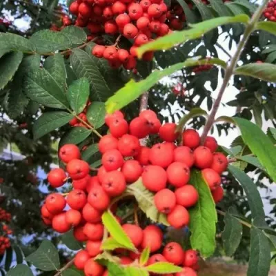 Рябина НЕВЕЖИНСКАЯ сладкоплодная в Королеве