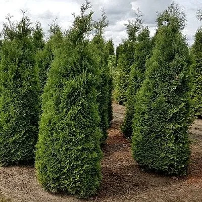 Туя ХОЛМСТРУП западная  Туя ХОЛМСТРУП западная в Королеве