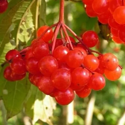 Калина ПАМЯТИ ВАЛЕНТИНЫ  Калина ПАМЯТИ ВАЛЕНТИНЫ в Королеве