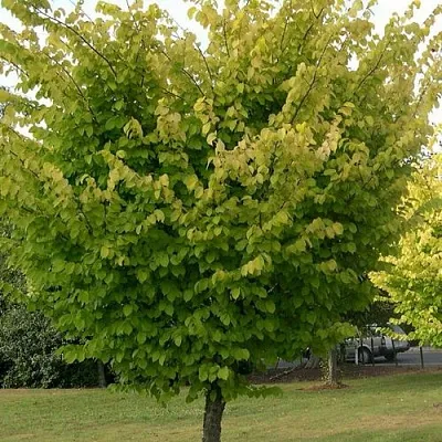 Вяз обыкновенный в Королеве
