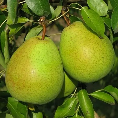 Груша НАЙТ-ВЕРТ колонновидная  Груша НАЙТ-ВЕРТ колонновидная в Королеве