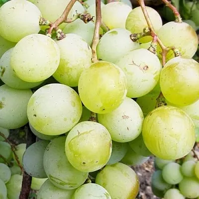 Виноград КЕША МУСКАТ в Королеве