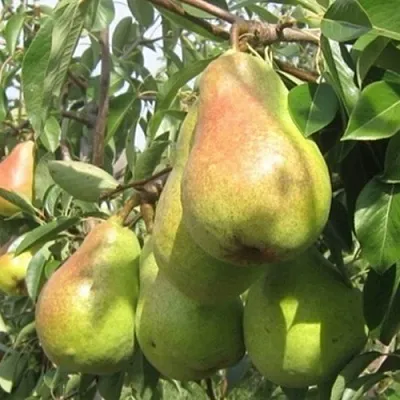 Груша ДЕЛЬБАРЬЮ  Груша ДЕЛЬБАРЬЮ в Королеве